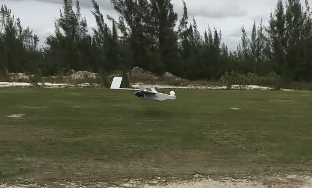 Swift Accipiter Demonstration the Bahamas